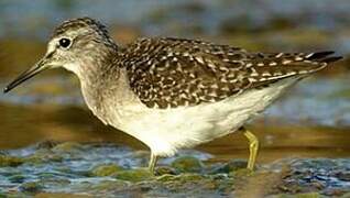 Wood Sandpiper