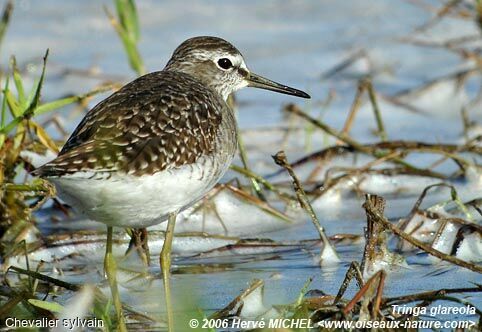 Wood Sandpiper