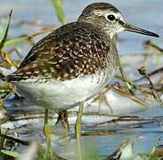 Wood Sandpiper