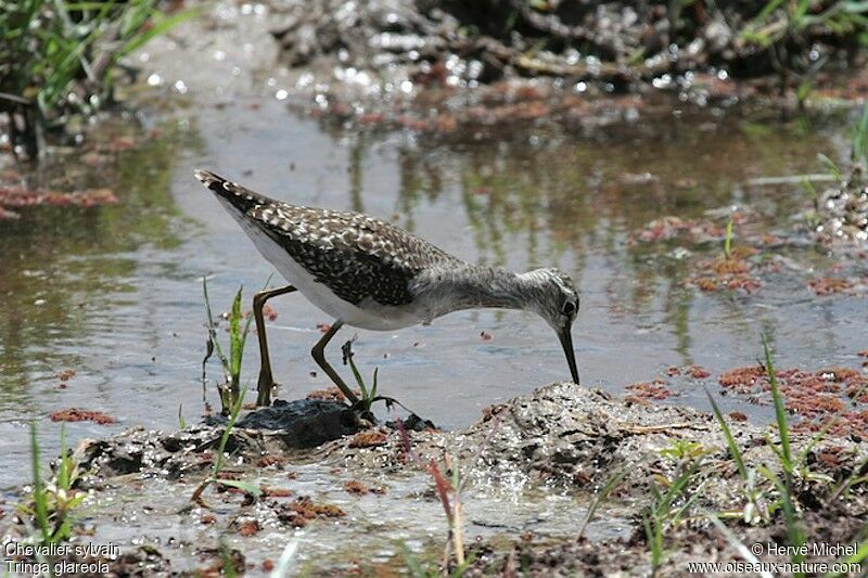 Wood Sandpiper