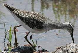 Wood Sandpiper