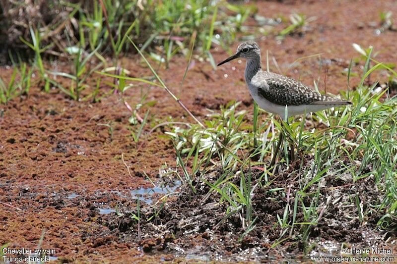 Wood Sandpiper