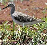 Wood Sandpiper