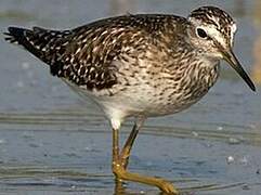 Wood Sandpiper