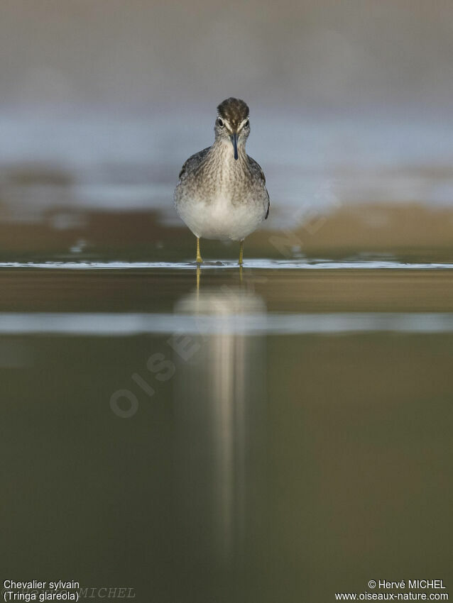 Wood Sandpiper