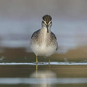 Wood Sandpiper