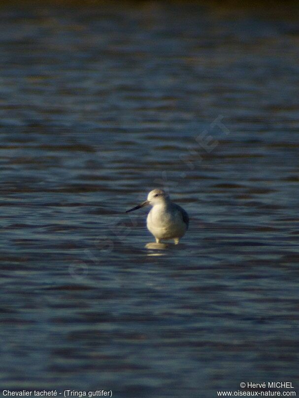 Nordmann's Greenshank