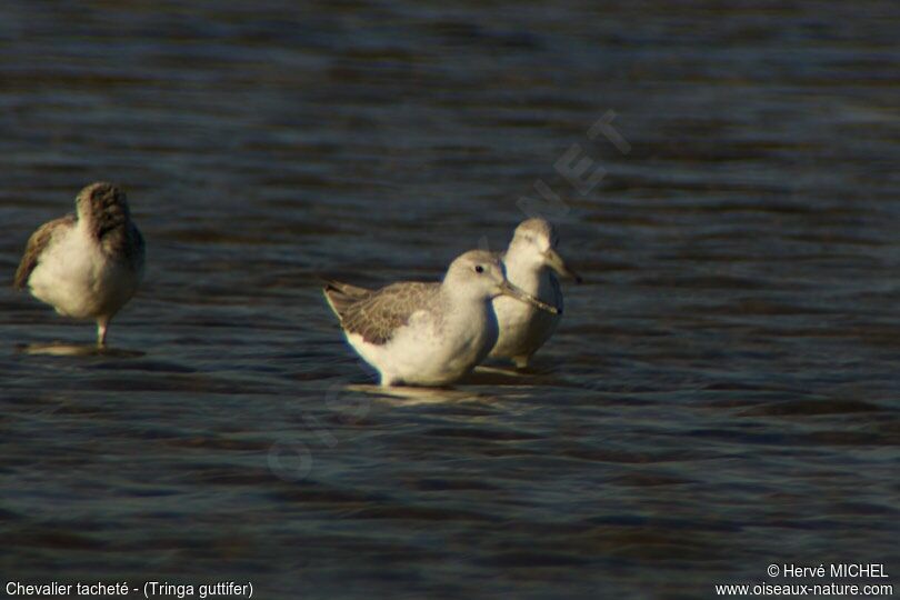 Nordmann's Greenshank