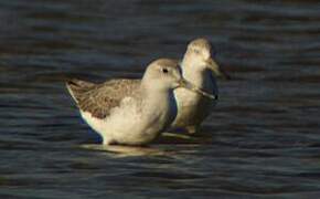 Nordmann's Greenshank