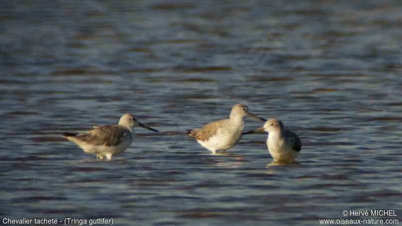 Nordmann's Greenshank