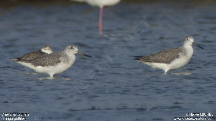 Nordmann's Greenshank