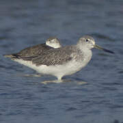 Nordmann's Greenshank