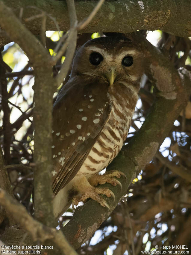 White-browed Owladult