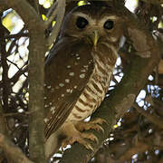 White-browed Owl