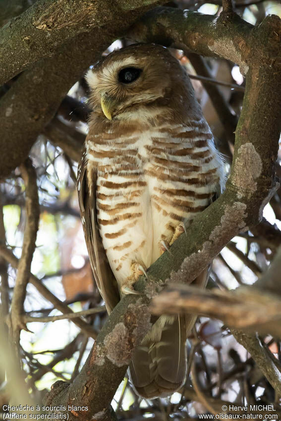 White-browed Owladult