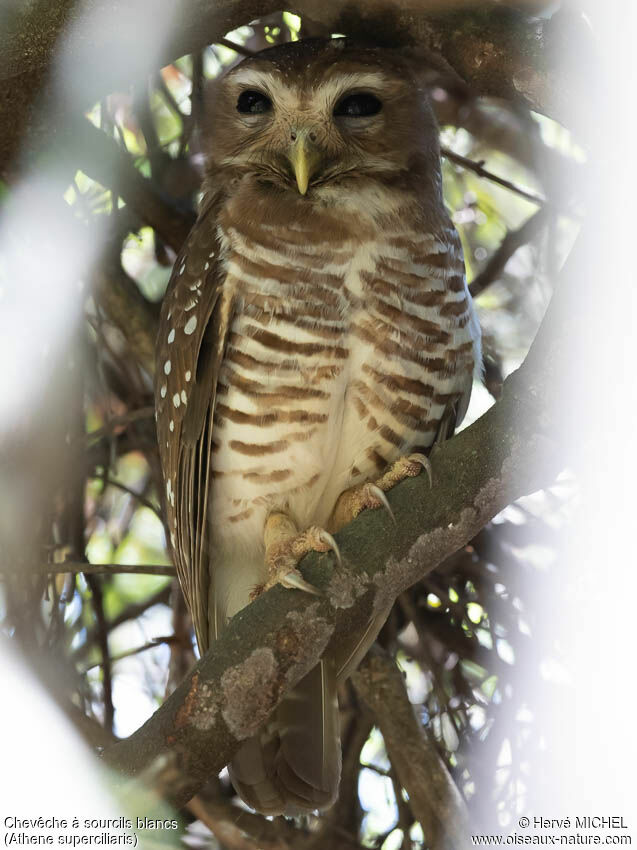 White-browed Owladult