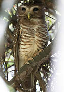 White-browed Owl