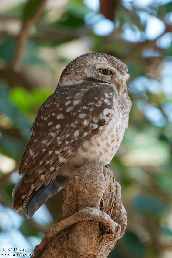 Spotted Owlet, identification