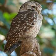 Spotted Owlet