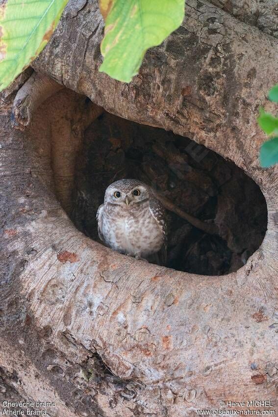 Spotted Owlet