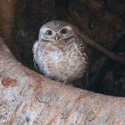 Spotted Owlet