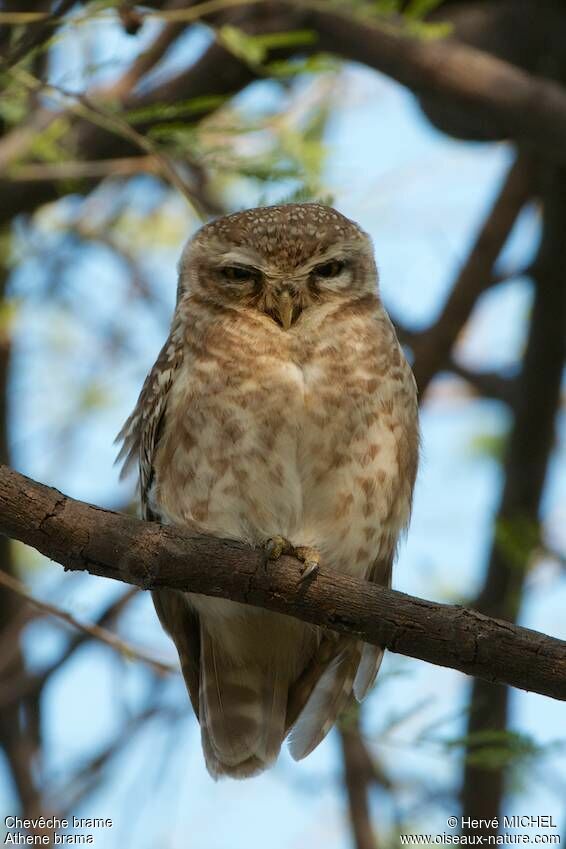 Spotted Owlet