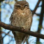 Spotted Owlet