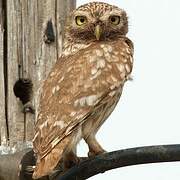 Little Owl