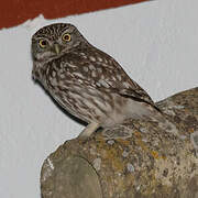 Little Owl