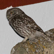 Little Owl