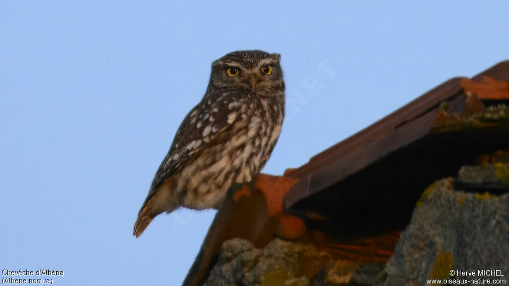 Little Owl