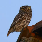 Little Owl