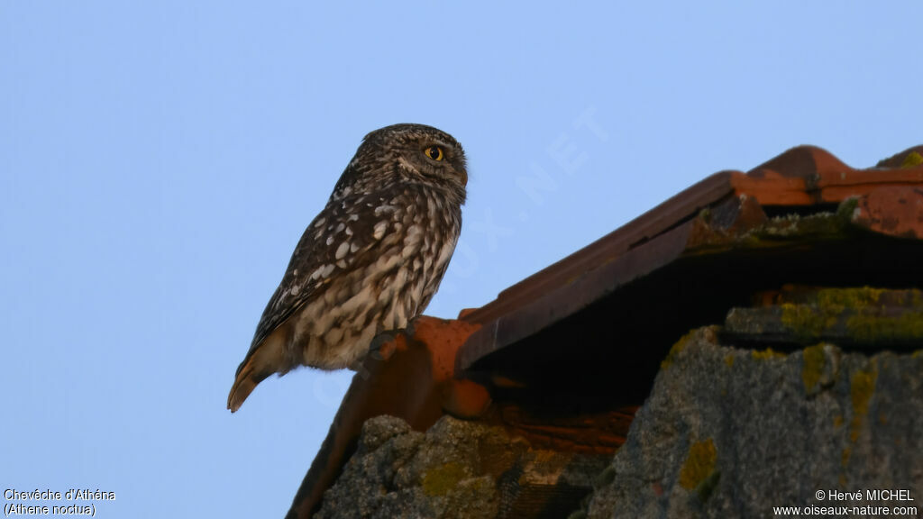 Little Owl