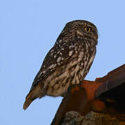 Little Owl