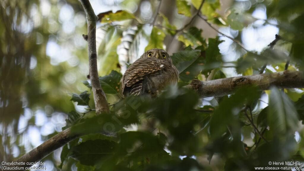 Asian Barred Owlet