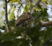 Asian Barred Owlet