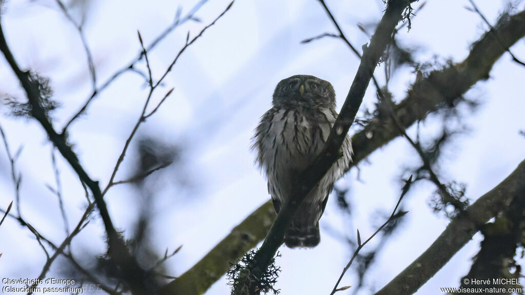 Eurasian Pygmy Owl