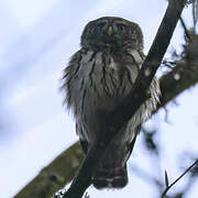 Eurasian Pygmy Owl