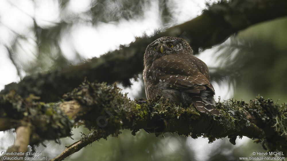 Eurasian Pygmy Owl