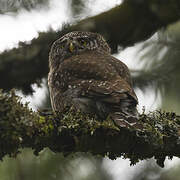 Eurasian Pygmy Owl