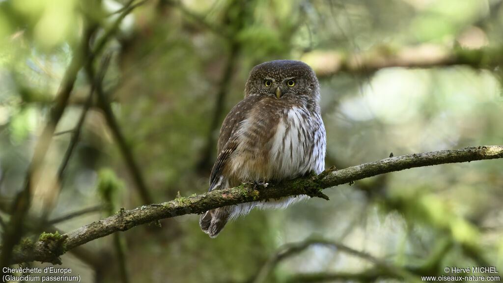 Eurasian Pygmy Owl