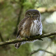 Eurasian Pygmy Owl