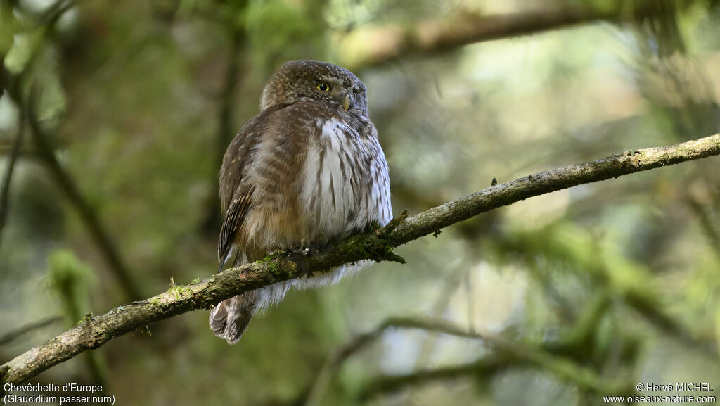 Eurasian Pygmy Owl