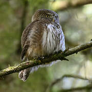 Eurasian Pygmy Owl