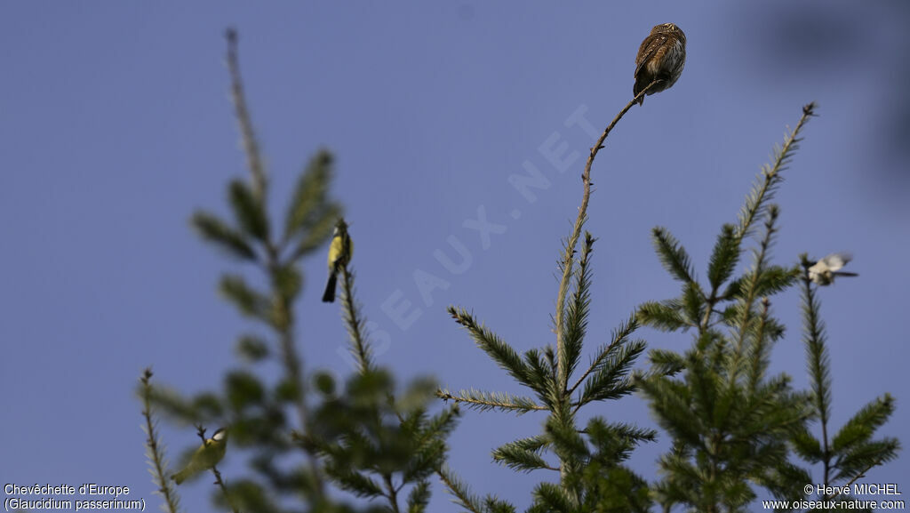 Eurasian Pygmy Owl male adult, Behaviour