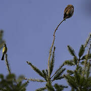 Eurasian Pygmy Owl