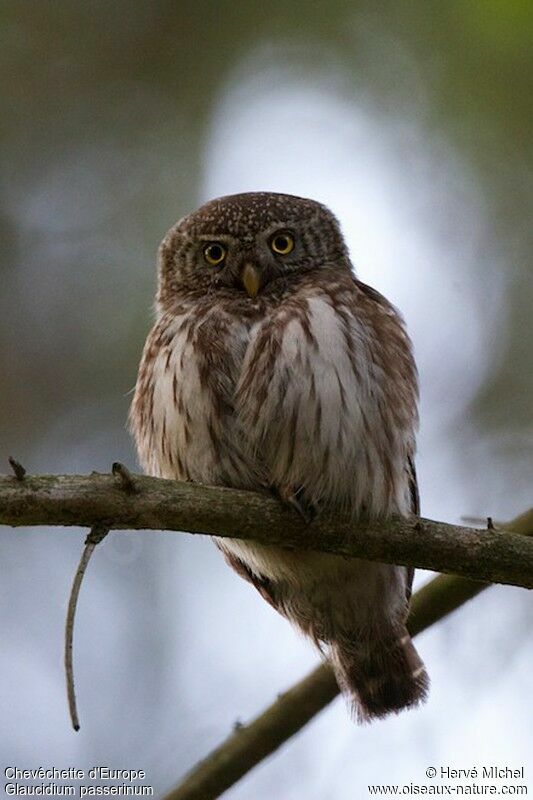 Eurasian Pygmy Owl female adult