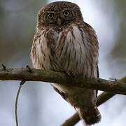 Eurasian Pygmy Owl