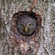 Eurasian Pygmy Owl