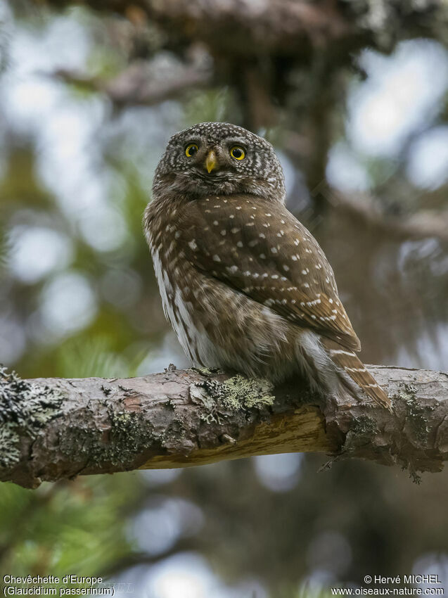 Eurasian Pygmy Owladult